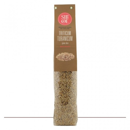 triticum turanicum grano duro