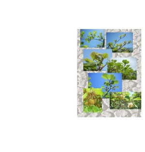 Carte Amitié - (NE c-art 3S)