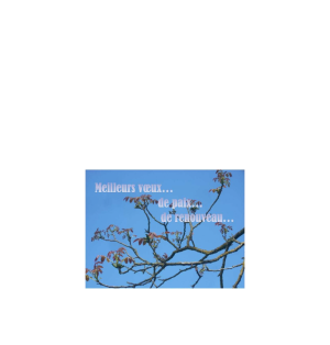 Carte amitié - (NE c-S 4)