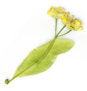 Tisane de Tilleul (R7TT)